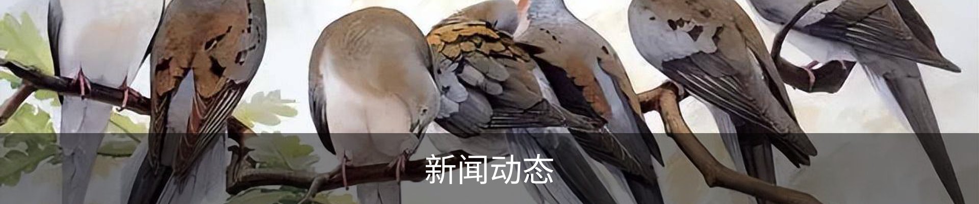 新闻动态